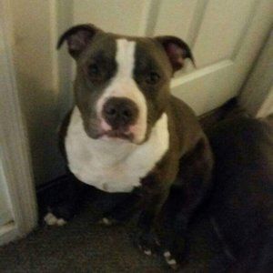 Meet your Posher, Lamont